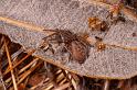 Badumna_longinqua_D7894_Z_89_North Stradbroke island_Australie
